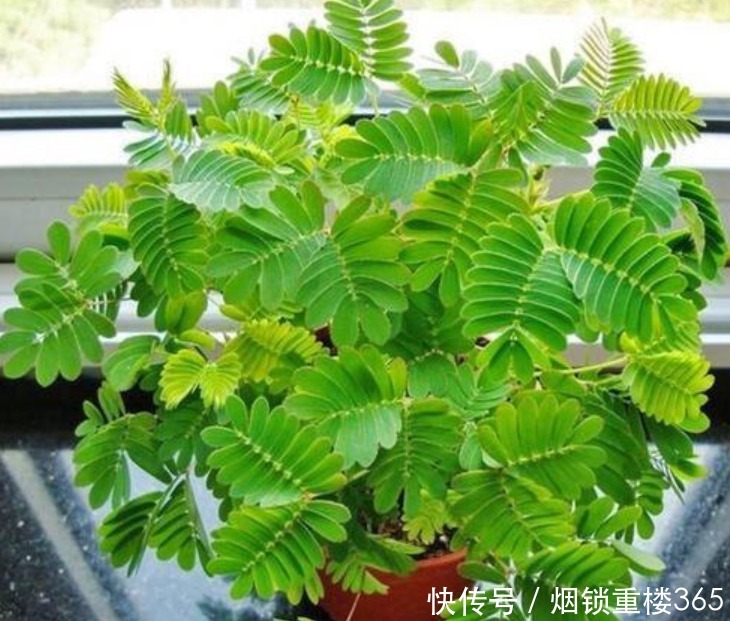 夹竹桃|“5种花”有毒,再漂亮也别养,家里有赶紧扔掉,要远离!