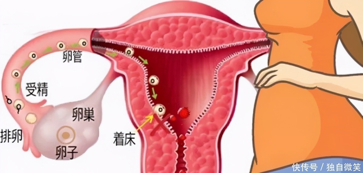 出生率|10胞胎!南非妇女或打破吉尼斯世界纪录,接生医生为何忧心忡忡?