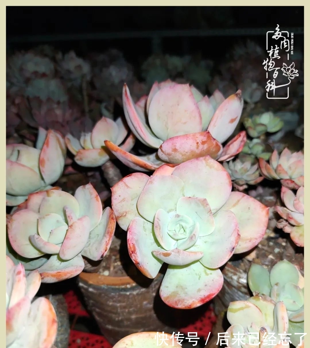 冬天来了,你的多肉让你着迷了吗?