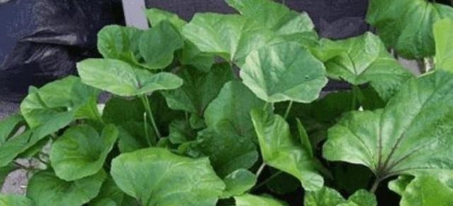 野菜|来自欧洲的进口野菜,常吃能降低胆固醇,在国内被称“百菜王”!