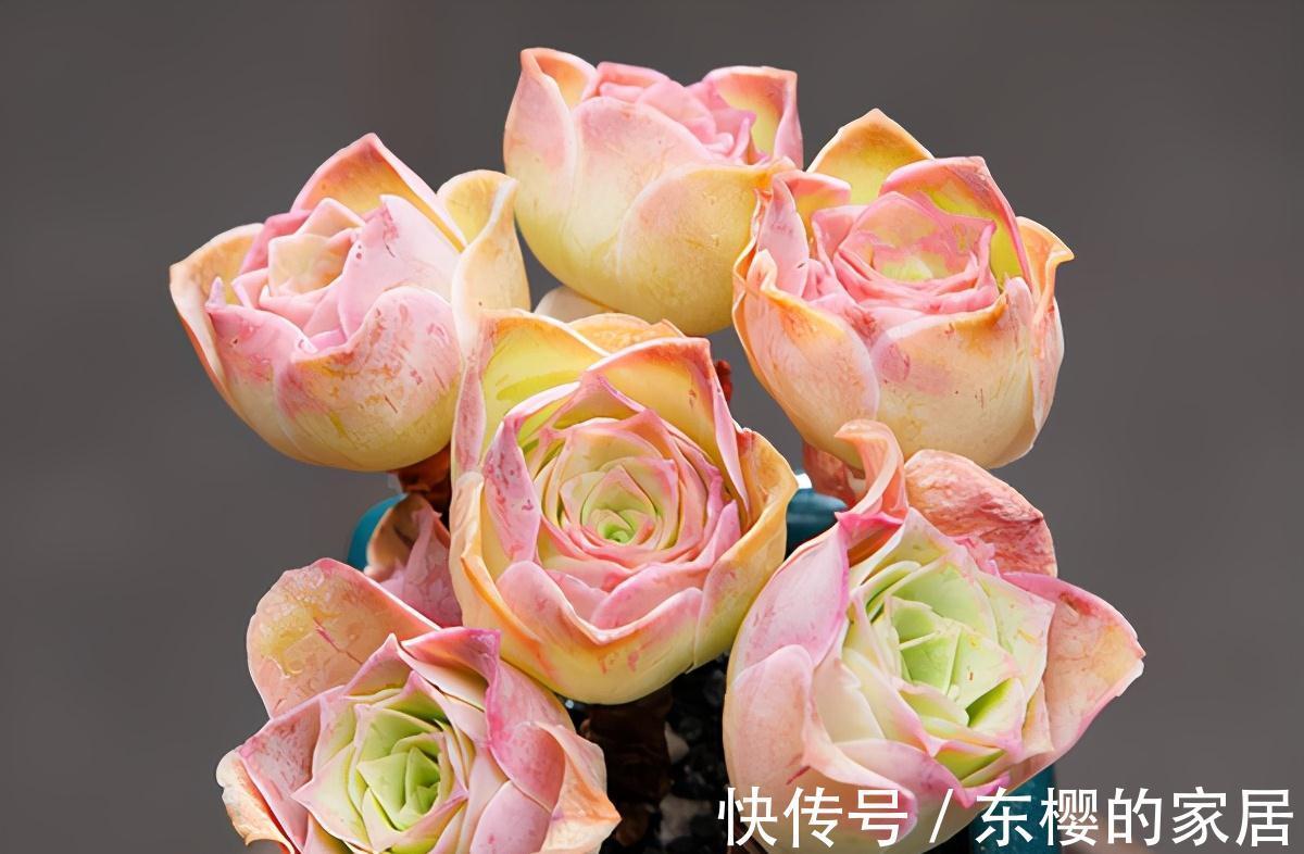 夏天|张大哥养肉10多年，总结出4个“耐热品种”，肉迷都喜欢