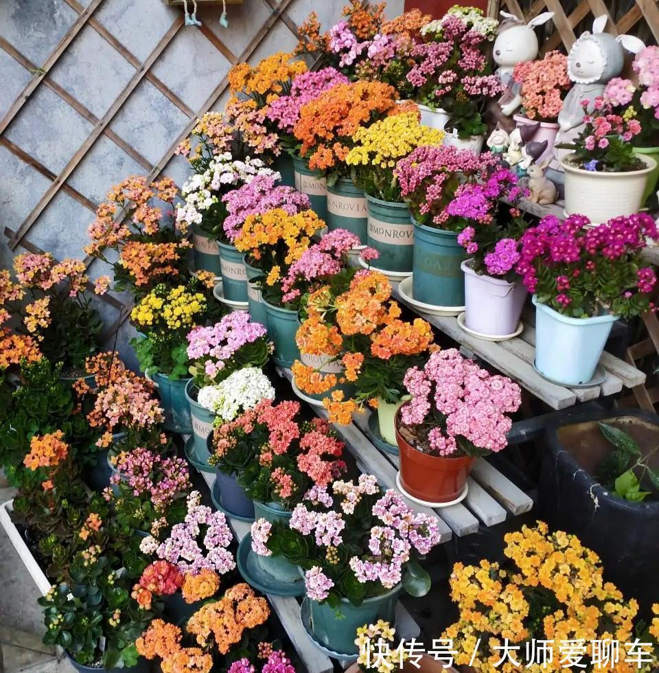 公认的6种吉祥花,株型奇特寓意好,还能吸废气,大人孩子都喜欢