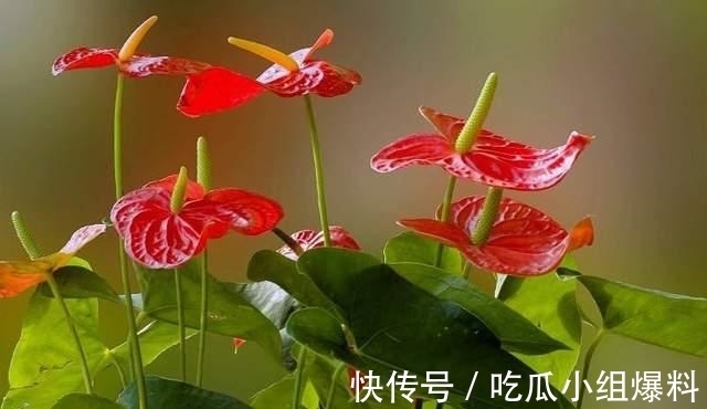 新欢旧爱|八月初念念不忘、桃花爆棚的星座，新欢旧爱，失而复得