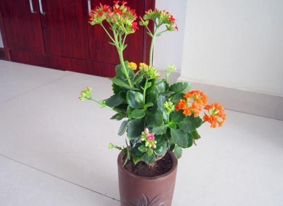 嫁接长寿花:如何让盆栽开出多色花?5步操作,花开美如圣诞树