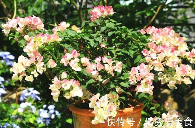 红掌|养花高手都在养这6种花,四季开花非常美,最后3种“香味”足