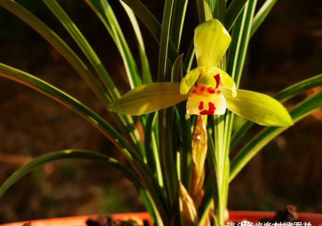 新手种植兰花,最容易犯的6大错,每一条都会影响兰花长势
