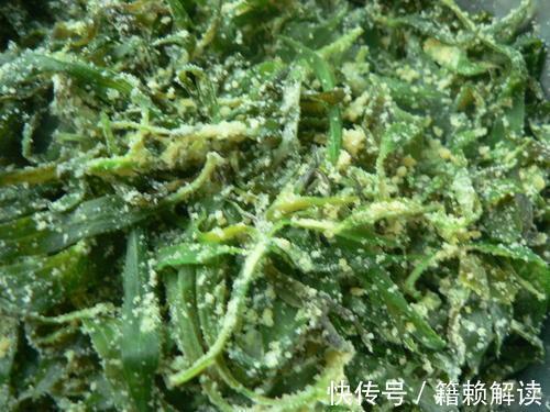 扫帚菜|三伏天女孩经常吃野菠菜，坚持半个月后，身体出现多种惊喜变化