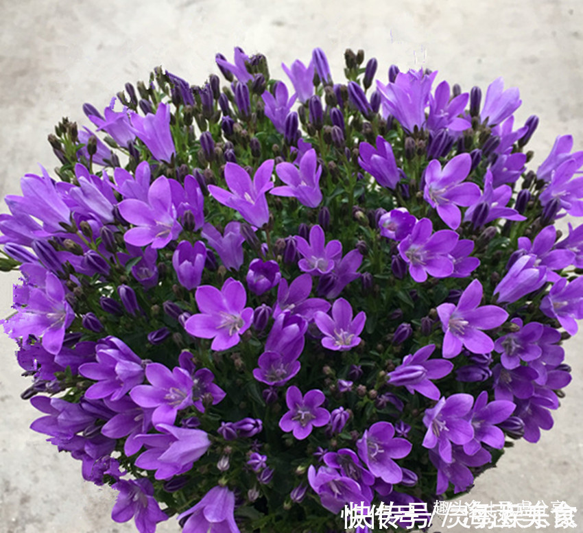 花期|四种花是有名的开花机器，花期长，沾土就活，常年赏花又观叶