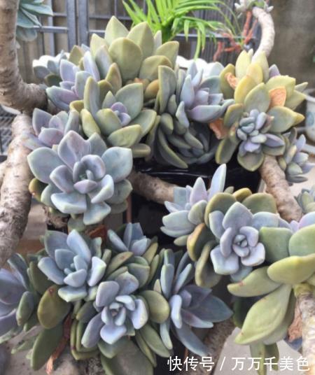 肥厚|推荐2种经典的普货多肉，叶片肥厚易爆崽，长成漂亮悬崖桩