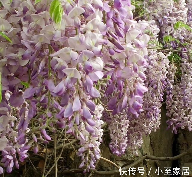 专用|这种花梦幻得要命,被称为婚礼专用花,自家阳台就能种!