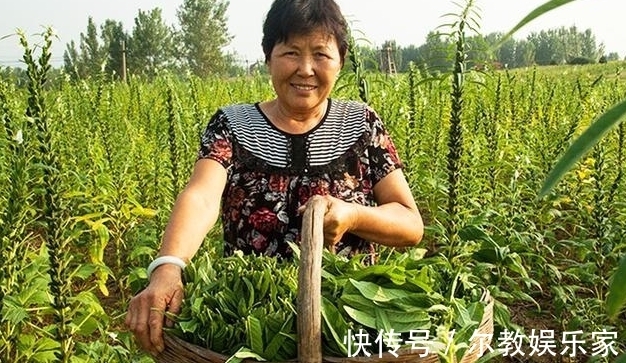 叶子|很多人只吃种子,其实叶子才是宝贝,20元500克却卖不够
