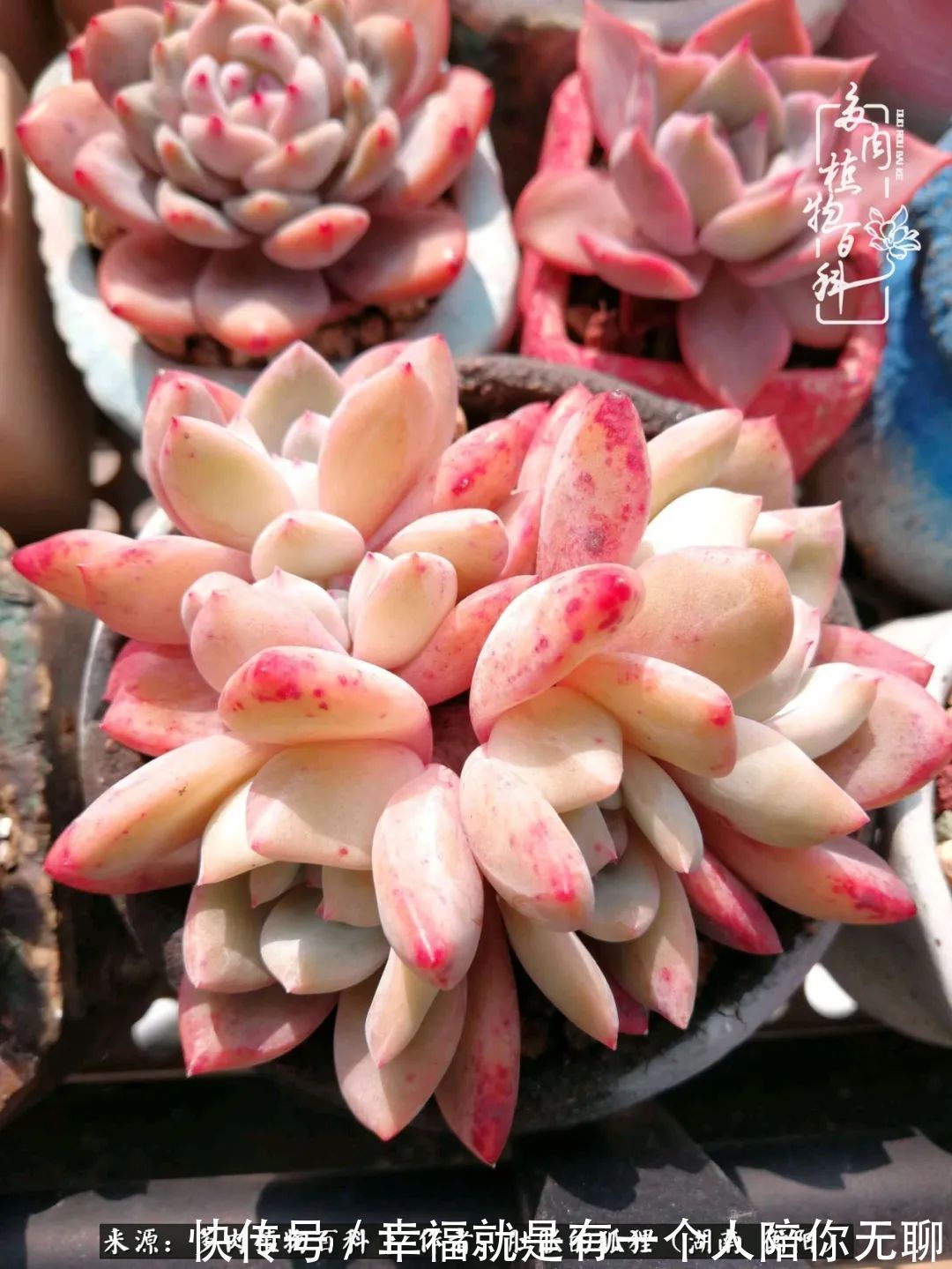 爱这一片缤纷的色彩,因为我们都是好色之徒!