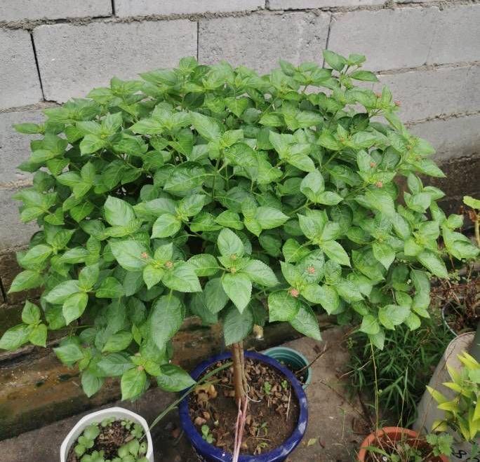 花量|可养成“棒棒糖”的三种花，花期长花朵多造型美，养眼大气不平庸