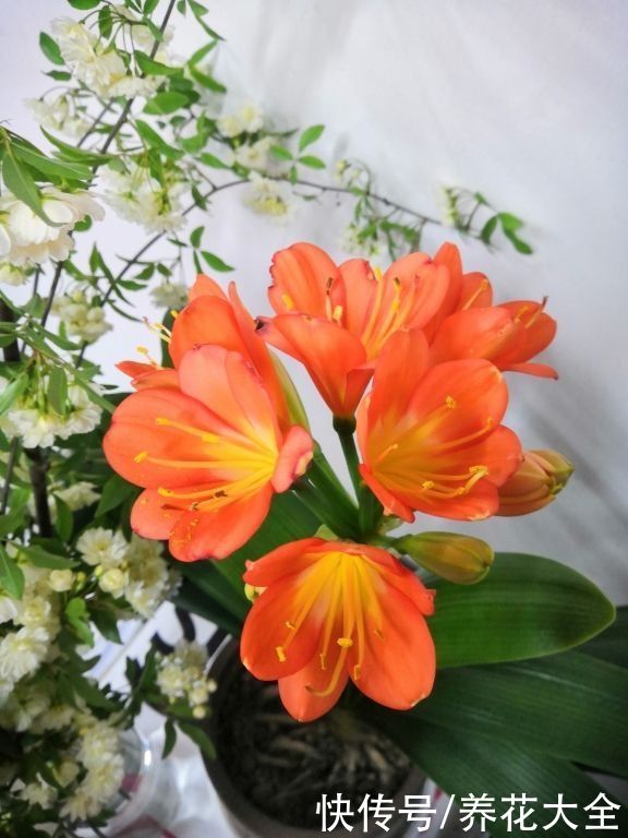 天气变热,4种花不适合淋雨,不然很快就死了