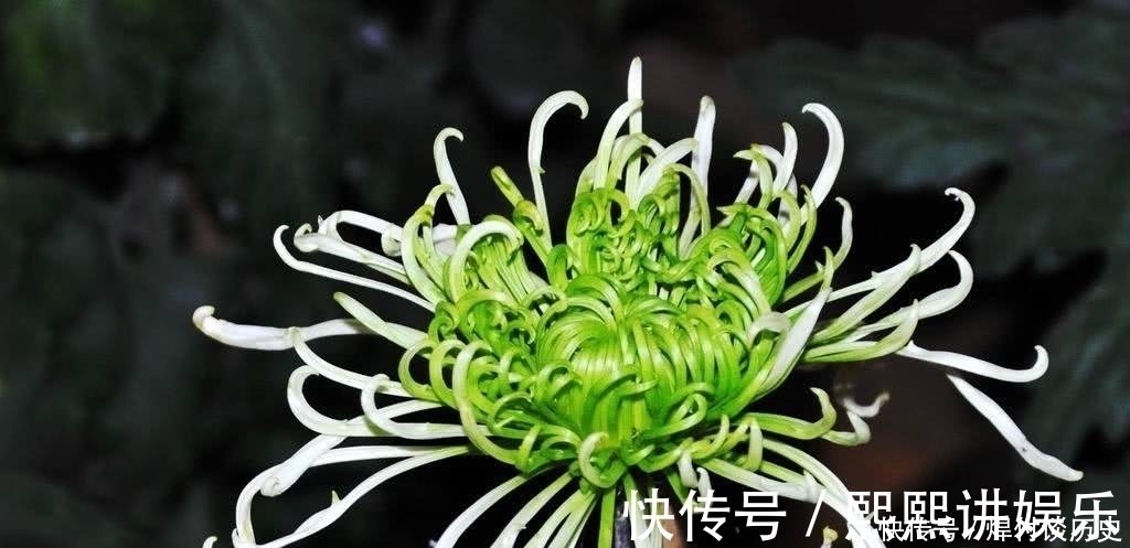 元兵&南宋文坛一首咏菊名篇,藏着诗人的一身傲骨,更成就了菊花的美名