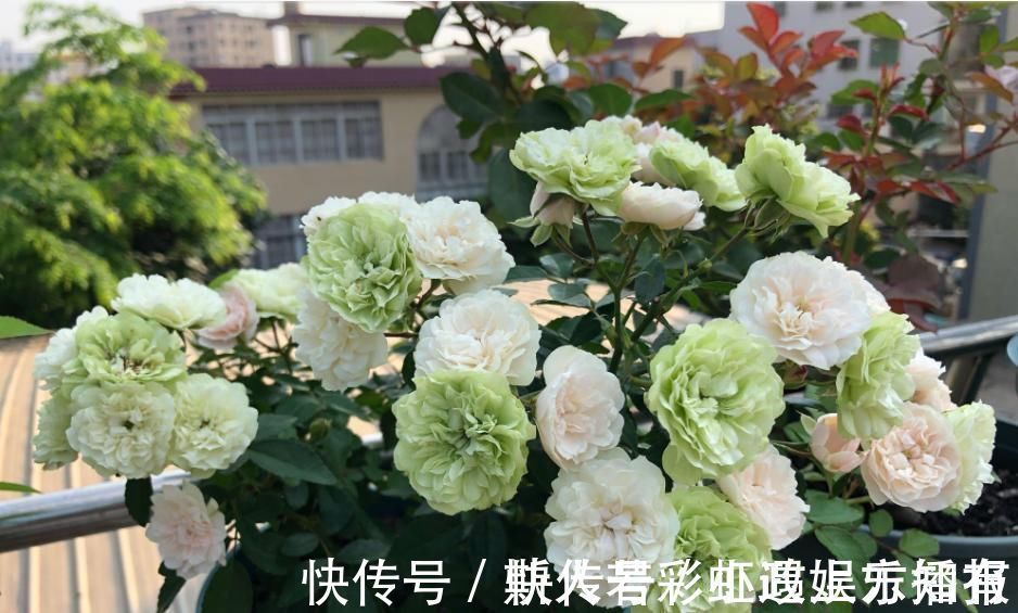 绿冰|此盆栽植物号称开花机器,全年都开花,种植容易,室内也能种