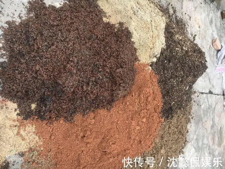 老花农1句话，茶花养的花大叶绿，比看书还长知识！