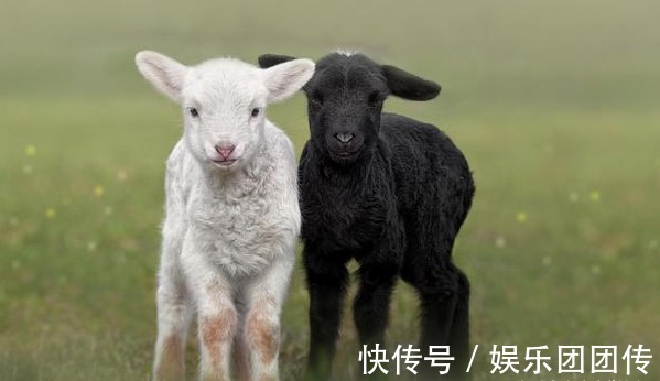 桂圆肉|伏天是补阳、祛痰湿的好时机,这3招,阳虚、痰湿重的人别错过!