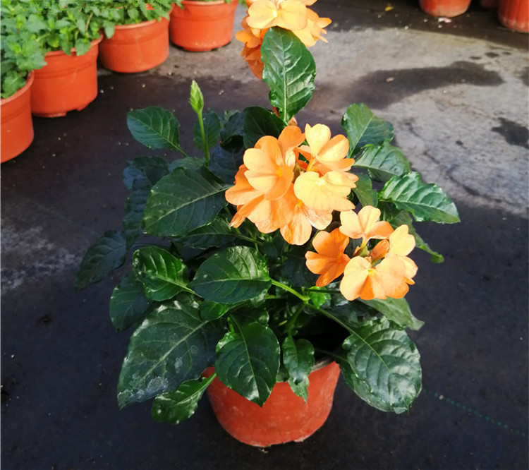 喜欢养花,不如养盆麝香百合,洁白、纯雅,寓意好