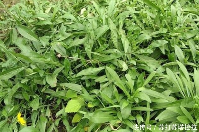 大家伙|农村有一种野草，是夏季的必备蔬菜，能够清热祛暑，可别错过了！
