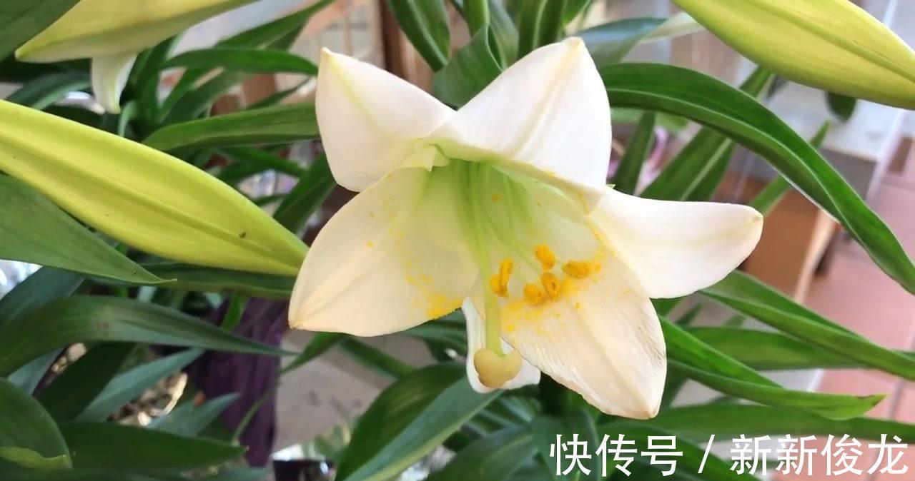 正确栽种管理百合花,能够让其爆花复花,你学会了吗