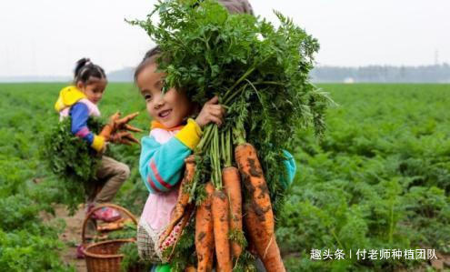 不糠心|胡萝卜收获后怎样贮藏学会这两个方法，胡萝卜不失水不糠心