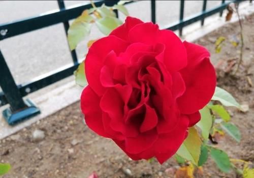  黄叶|盆栽月季花为什么老死叶子？