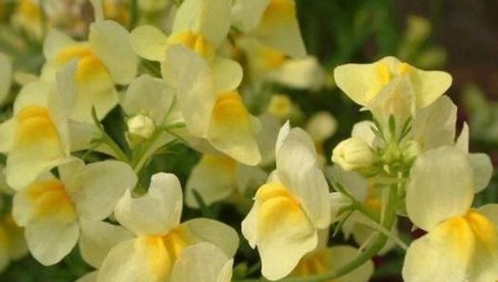 新手养花,不如养盆花中精品“玛姬婶婶”,花型精美,有枝就有花