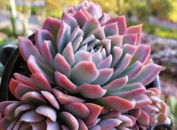 多肉紫罗兰女王如何养教你3个妙招，养出梦幻般的紫罗兰女王