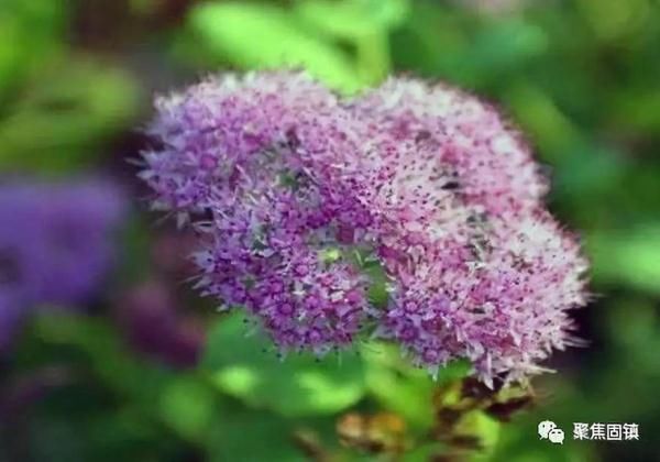 紫茎泽兰 另一类的美丽 快资讯