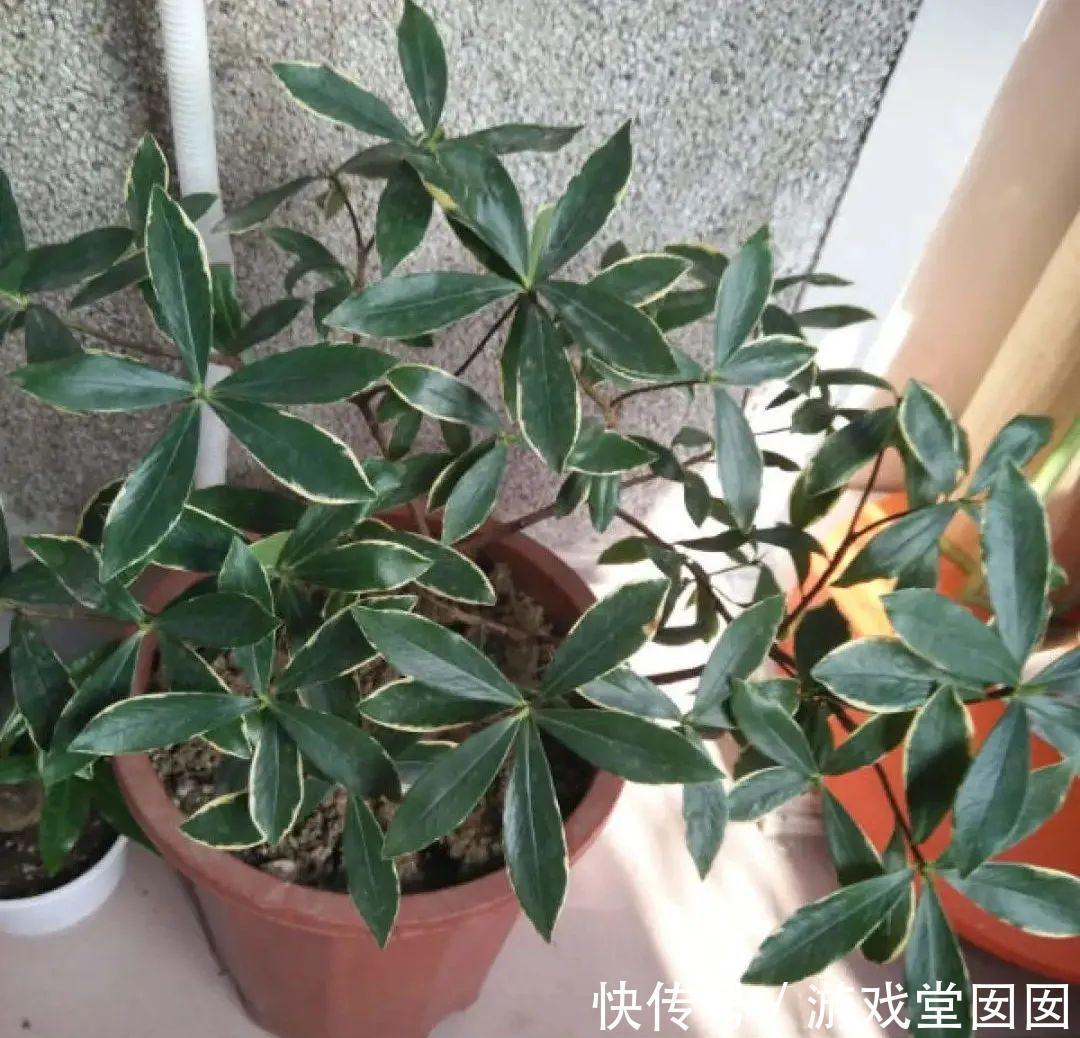 给花喷点它，叶片油绿茂密，花苞嘟噜噜冒出来