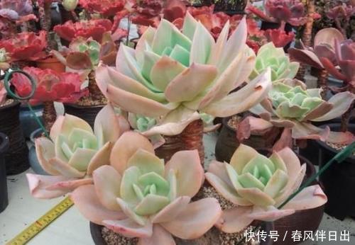 冬天养多肉白凤,了解掌握3个要点,仙气十足,谁见了都夸美!