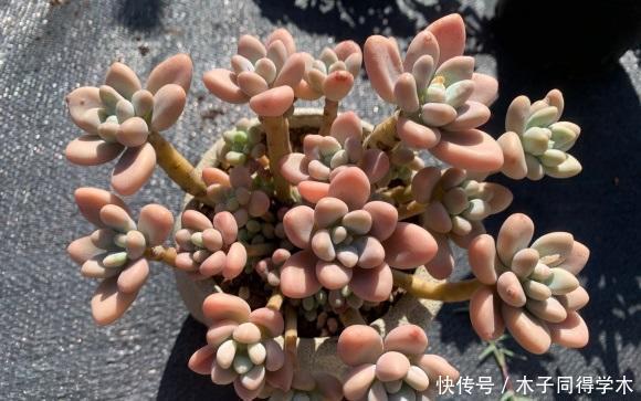 陶土|多肉不晒太阳,叶子就没有状态,夏天放在室外,20天晒的红彤彤