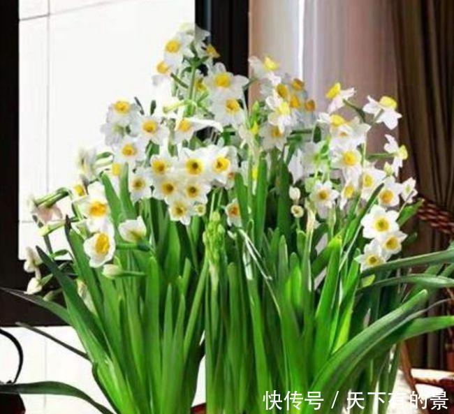 超美|4种花超美的,好养易活,美不胜收,值得入手