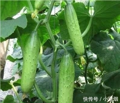 阳台不要再浪费，聪明人此样做，绿色健康，吃不完还可以卖