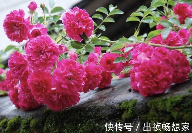 “沾土”就生根的1种花，夏天扦插2盆，9天“冒根系”，长势快