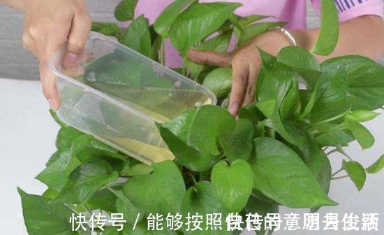 矿泉水瓶|绿萝最爱喝的5种水,喝完长得贼快,叶子像刷了“绿油漆”