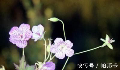 李时珍|一味不被重视的中药,祛风湿,通经络,李时珍说“浸酒,大有效”