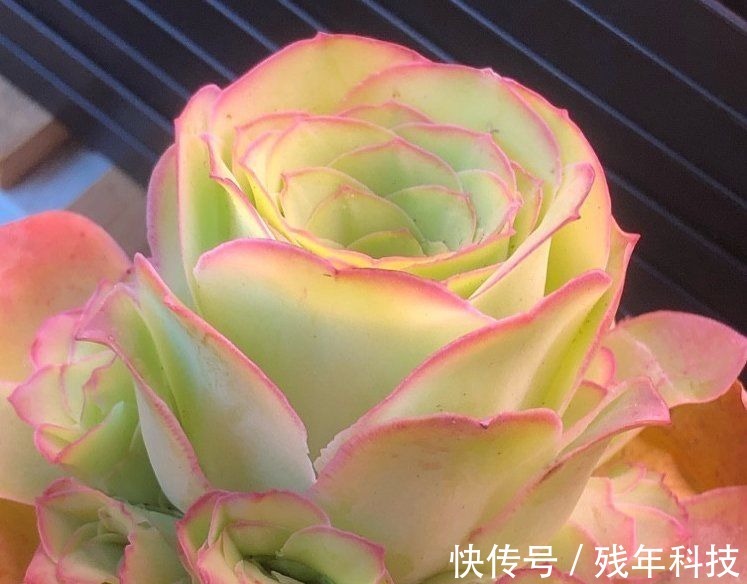 七款适合女生的多肉植物,便宜皮实好养护,易出状态颜值高