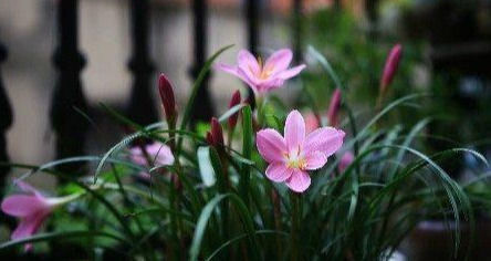 此花卉漂亮,美如莲花,花期长花量大,最好养,懒人新手盆栽佳品
