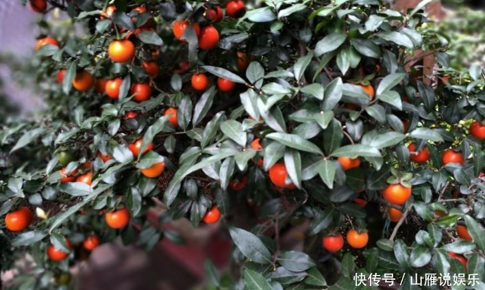 这种植物的果子挂枝头很像灯笼,是观果盆景的上好品种,你喜欢吗