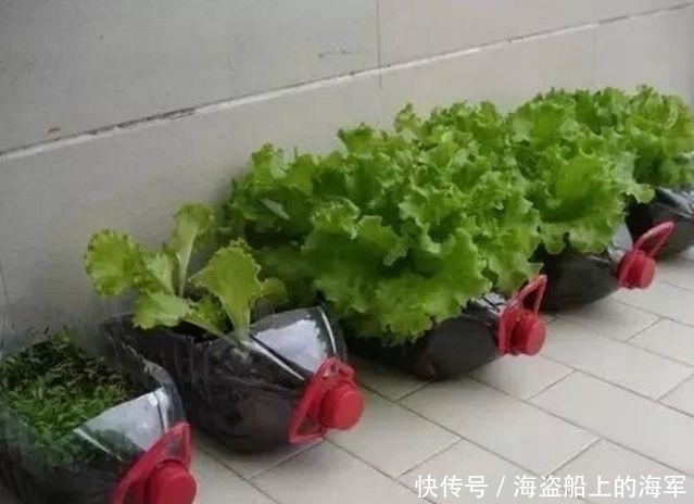 个个|收集了20个空油桶,养花种菜个个疯长,想吃就摘,天天有新鲜菜吃