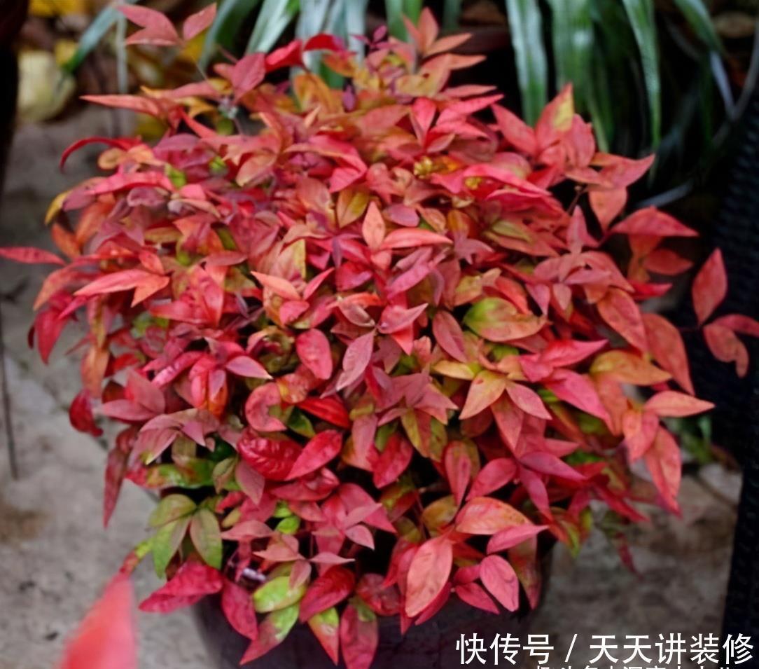 火焰南天竹不难养,掌握“三习性”,叶片红似火,结出玛瑙小红果
