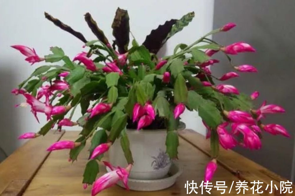 家里养3种花，冬天别停肥，让它早开花