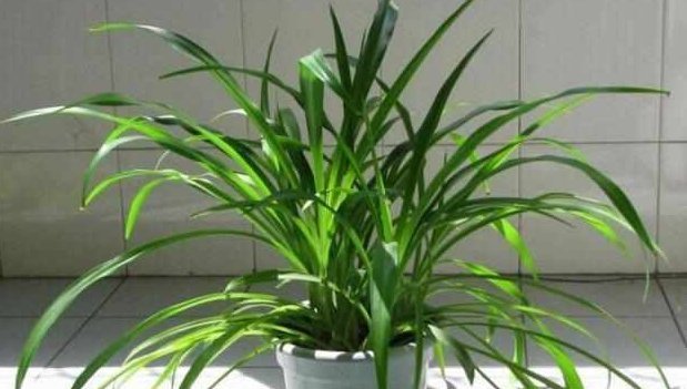 这5种花耐阴又好养,净化空气一级棒,家里养1盆,异味都消失