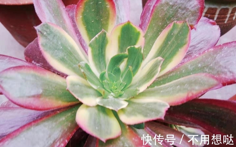 多肉孔雀和赤霞飞长得像吗?不,它们无论是颜色还是叶形都不雷同