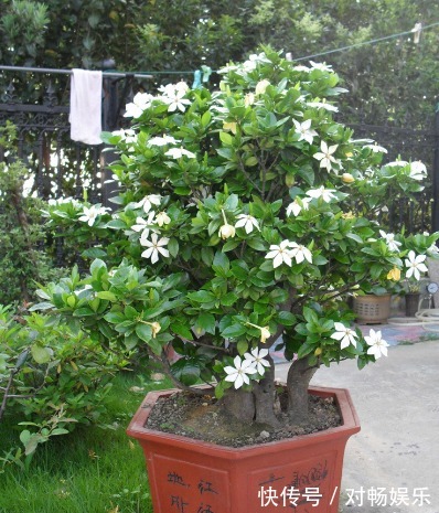 盆栽栀子花注意这几点,花开爆盆!长得快!3年下来,长成老桩!