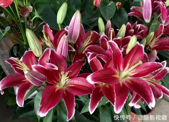 万事|能为家中添“好运”的3种花，新的一年迎好运，家中万事兴旺