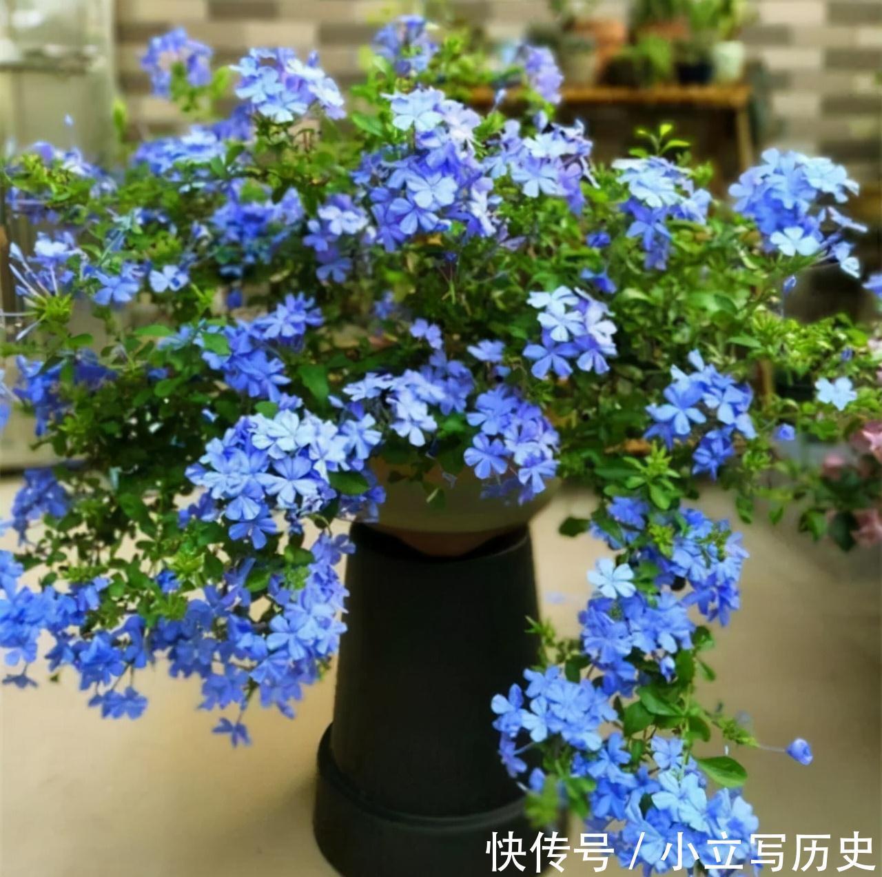 天冷了，15种漂亮花喜欢“大太阳”，多晒长得壮，花更多