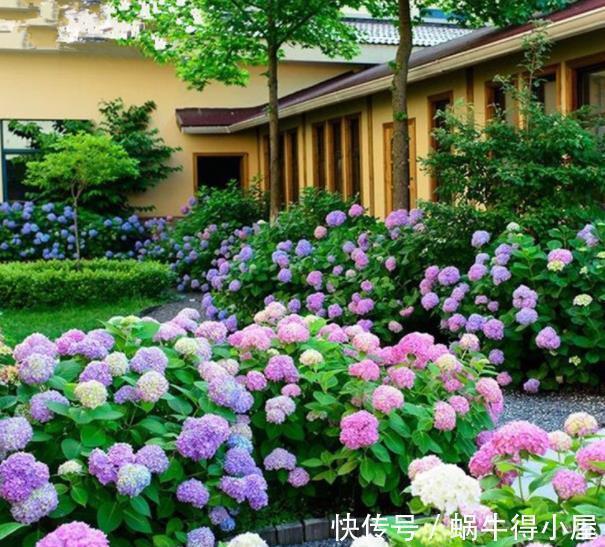 8月逛花市,3种花捡漏正当时,皮实好养,一次性入十盆不嫌多